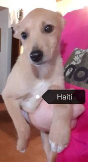 Adozione Gratuita Cucciole simil cirneco dell'Etna urgente adozione  Cane simil cirneco dell'etna Femmina
