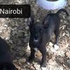 Cucciole simil cirneco dell'Etna urgente adozione   0