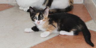 Annuncio FLAVIA - gattina di 2 mesi e mezzo Gatto gatto Femmina