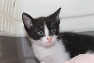Annuncio IULIO - gattino di 2 mesi e mezzo Gatto gatto bianco e nero Maschio