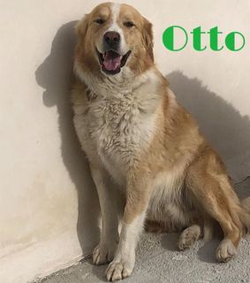 Adozione Gratuita Otto: dolcissimo con cani e gatti. Urgente  Cane meticcio  Maschio