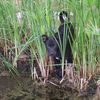 Magnifico cucciolo lupacchiotto nero  0