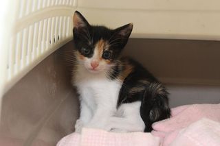 Adozione LIVIA - gattina di 2 mesi e mezzo Gatto gatto Femmina