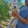 Fiocco dolce cucciolo mix maltese 8 mesi  0