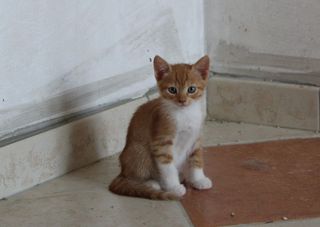 Adozione CECILIA - gattina di 2 mesi e mezzo Gatto gatto Femmina