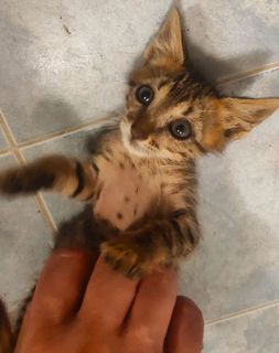 Adotta LOKI - gattino di 2 mesi Gatto gatto Maschio
