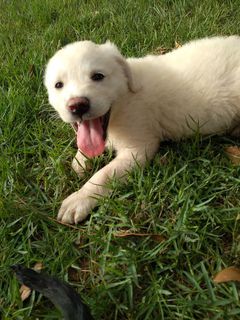 Come adottare WHITE - cucciolo di 2 mesi Cane meticcio Maschio