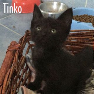 Annuncio Un Tinko di gattino! Gatto meticcia Maschio Milano