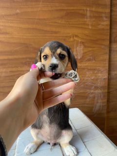 Come adottare Dafne bellissima cucciola simil beagle  Cane simil beagle  Femmina
