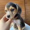 Dafne bellissima cucciola simil beagle   0