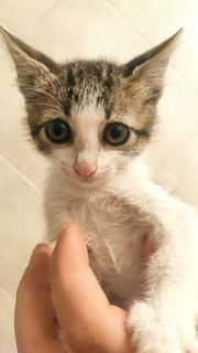 Adozioni PEPERINA - gattina di 2 mesi Gatto gatto Femmina