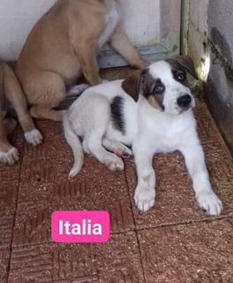 Adozioni Italia cucciola gioiosa  Cane taglia media sui 15-18 kg Femmina