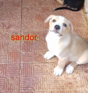 Come adottare Sandor cucciolo d 70 gg polpettino dolce Cane taglia media contenuta 15-18kg Maschio