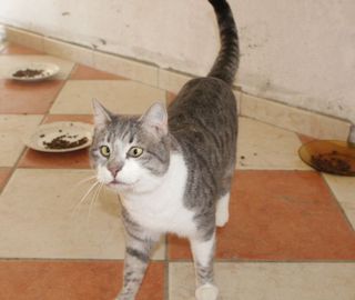 Annuncio JUNG - gattino di 2 anni Gatto gatto Maschio