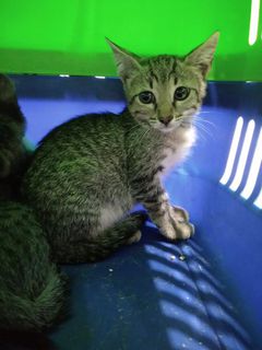 Adotta XENA - gattina di 2 mesi Gatto gatto Femmina