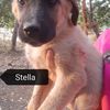 Stella cucciola simil pastore malinois   0