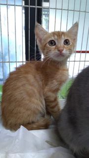 Adozione Gratuita ANITA - gattina di 3 mesi Gatto gatto europeo Femmina