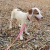 Elettra bellissima cucciola mix segugia beagle   0