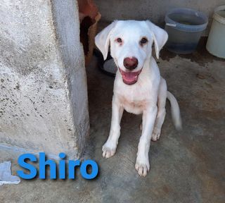 Come adottare SHIRO - cucciolo di 4 mesi Cane simil pastore maremmano Maschio