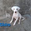 SHIRO - cucciolo di 4 mesi  0