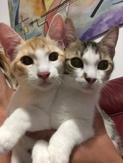 Come adottare Lillo e Lilla dolci gattini 3 mesi in adozione Cane europea Maschio