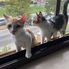 Lillo e Lilla dolci gattini 3 mesi in adozione  0