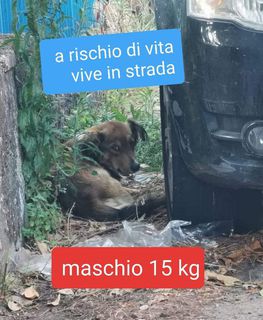 Adozione Gratuita MASCHIO 15 KG Cane meticcio Maschio