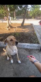 Come adottare Laila: cucciolona taglia media  Cane meticcio  Femmina