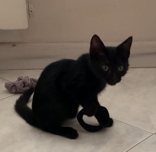 Adotta DARK LOKI - gattino di 3 mesi Gatto gatto nero Maschio