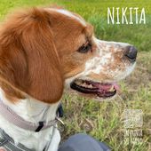 Nikita 