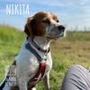 Nikita   0