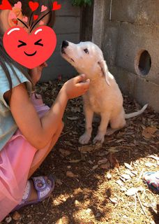 Come adottare Tremotino dolcissimo cucciolo  Cane taglia media piccola sui 10-15 Maschio