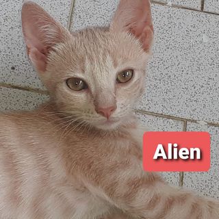 Adozione Gratuita ALIEN & MR. GREY gattini di 4 mesi Gatto gatto europeo Maschio