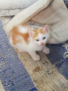 Come adottare Gatta tricolore ed il suo gattino  Gatto europeo Maschio