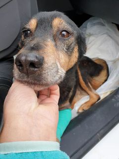 Adozioni  CLARA Paralizzata 18 kg adozione del cuore Cane cane Femmina Mantova