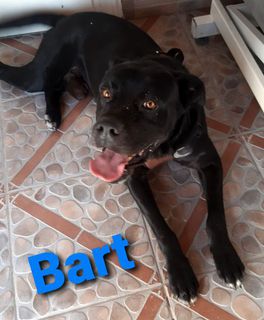 Adozione Bart: cucciolone cane corso equilibrato  Cane cane corso  Maschio