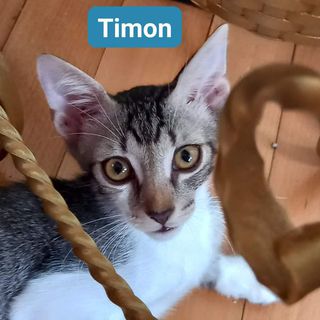 Adotta Timon gattino tre mesi  Gatto gatto  Maschio