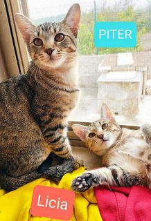 Adotta 3 meravigliosi tigrotti Gatto gatti tigrati Maschio