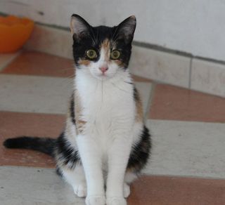 Adozione Gratuita LIVIA - gattina di 5 mesi Gatto gatto europeo Femmina