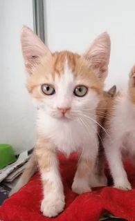 Come adottare LILLO e GREG dolci gattini in adozione Gatto europe0 Maschio