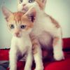 LILLO e GREG dolci gattini in adozione  0