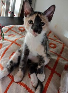 Adotta Mascherina gattina(5 mesi)dolcissima cerca casa Gatto meticcia Femmina