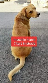 Adozione Gratuita Pulce cagnolino taglia piccola Cane meticcio Maschio