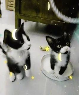 Come adottare NERINO e NERONE gattini splendidi di 2 mesi  Gatto gatto europeo Maschio
