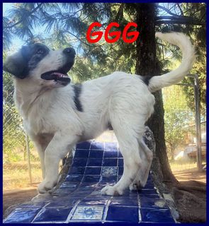 Adozione Gratuita GGG fantastico cucciolo 5 mesi pastore maremmano Cane simil pastore maremmano Maschio