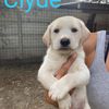 Clyde  0