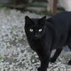NAIRA - gattina nera di circa 4 anni  0