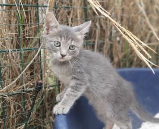 Adozioni lol...un bel gattino grigio Gatto meticcino Maschio