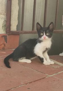 Adozione Micini di 2 mesi  Gatto gatti  Maschio