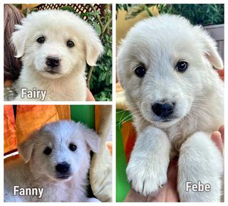 Adozioni Fanny, Fairy, Febe dolci cucciole cercano casa Cane golden retriever - maremmano Femmina